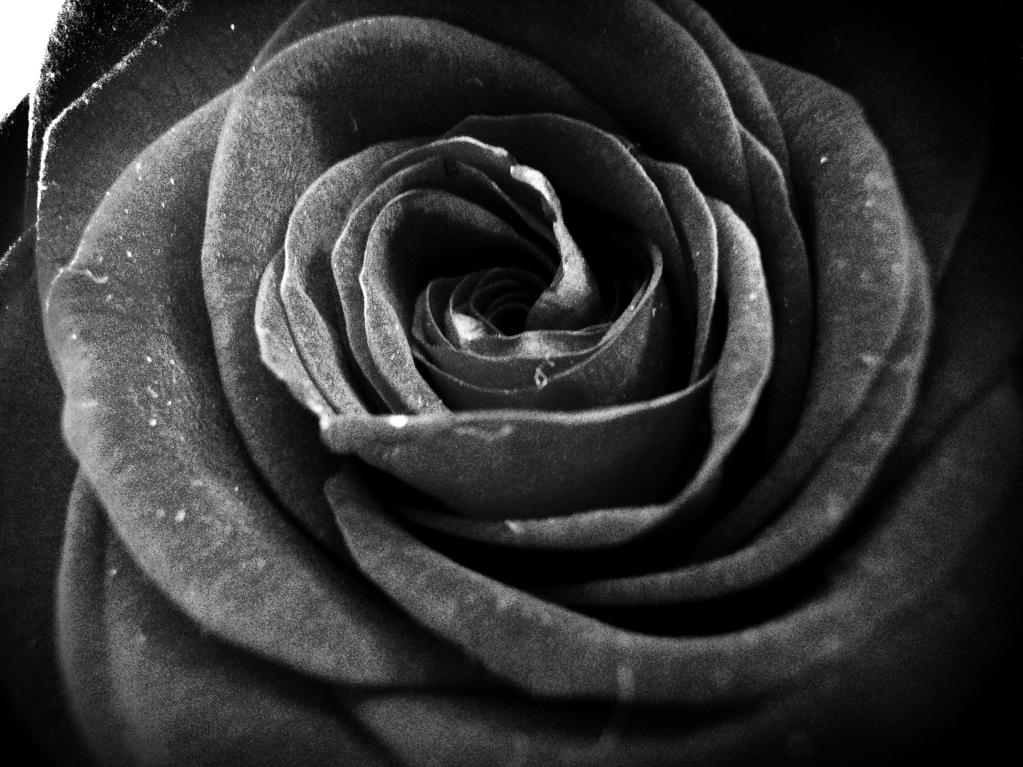 Die Schwarze Rose