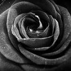 Die Schwarze Rose