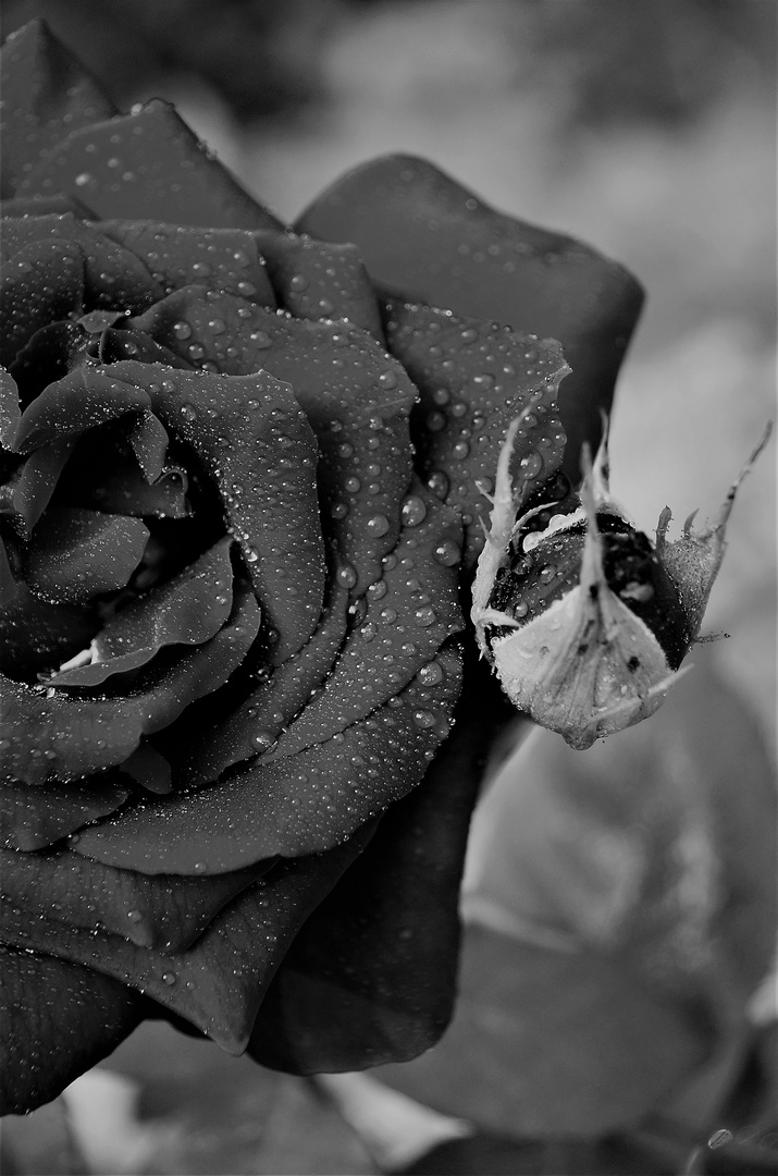 Die schwarze Rose...