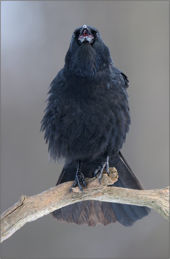 Die schwarze Sängerin