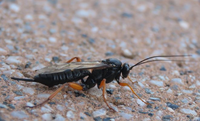 Die Schwarze Schlupfwespe