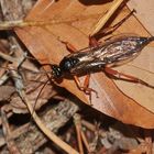 Die Schwarze Schlupfwespe (Pimpla rufipes)