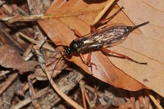 Die Schwarze Schlupfwespe (Pimpla rufipes)