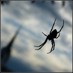 die schwarze Spinne