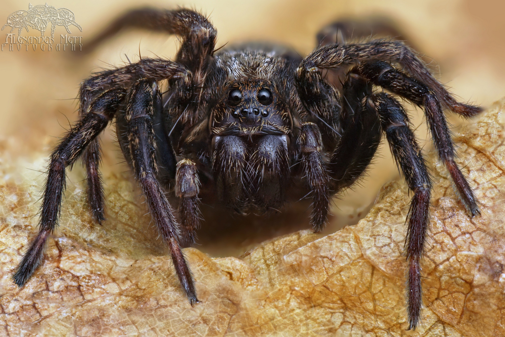 Die schwarze Tarantel von Jossa Foto & Bild natur, tiere, wildlife Bilder auf