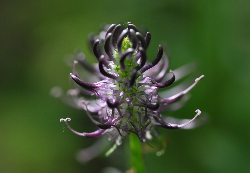 Die Schwarze Teufelskralle (Phyteuma nigrum)