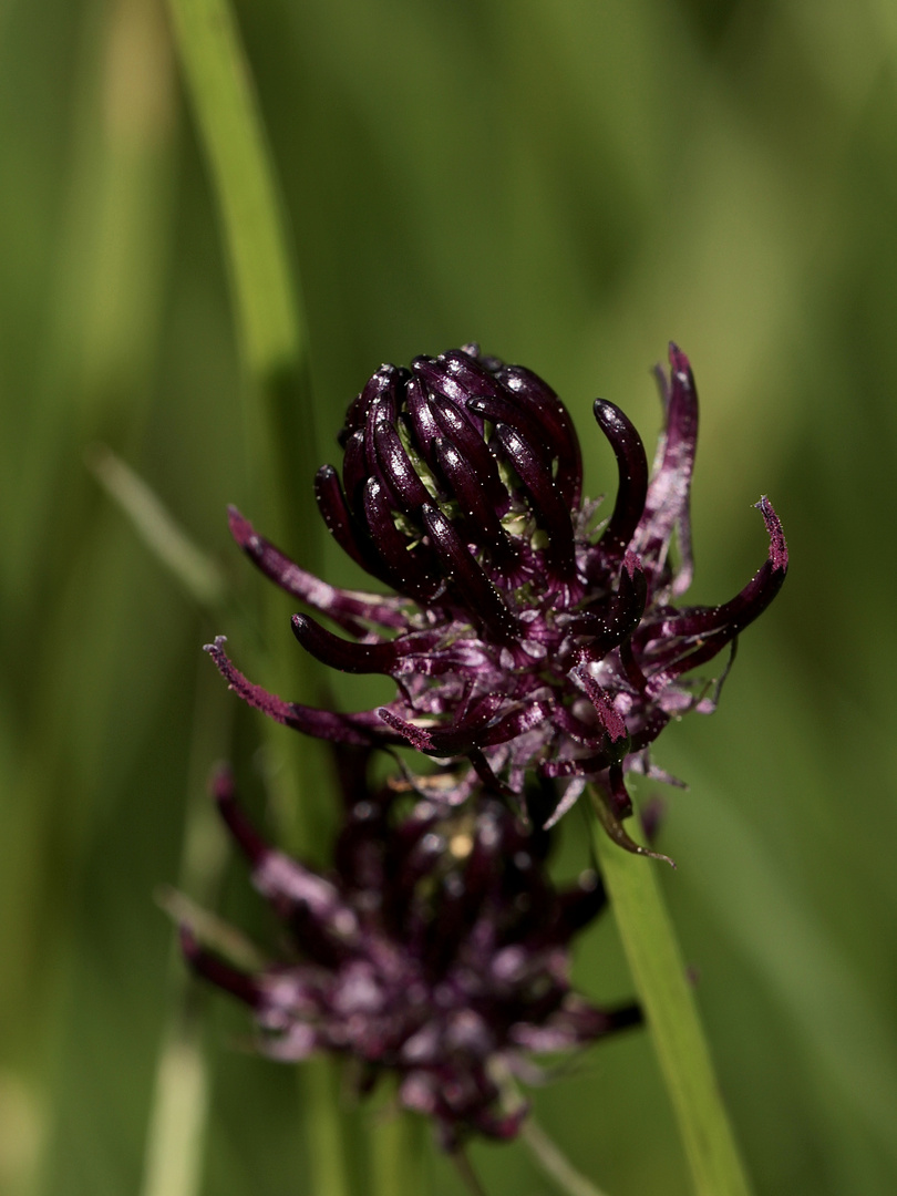 Die Schwarze Teufelskralle (Phyteuma nigrum) ...