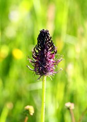 Die Schwarze Teufelskralle (Phyteuma nigrum)