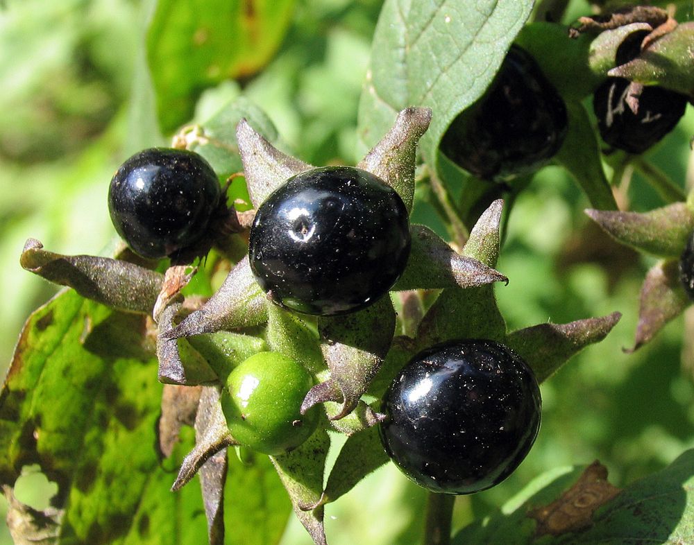 Die Schwarze Tollkirsche (Atropa belladonna) Foto & Bild pflanzen, pilze & flechten, früchte