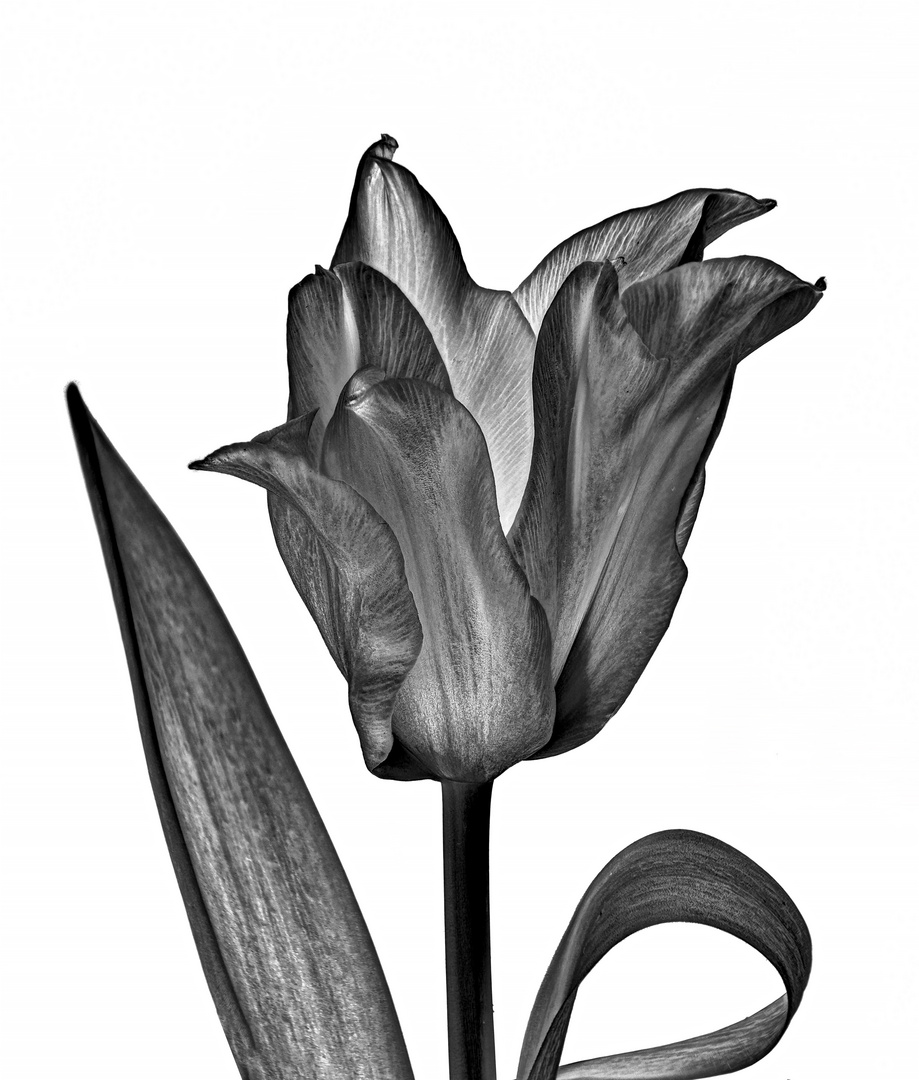 Die schwarze Tulpe