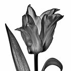 Die schwarze Tulpe