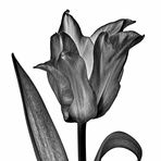 Die schwarze Tulpe
