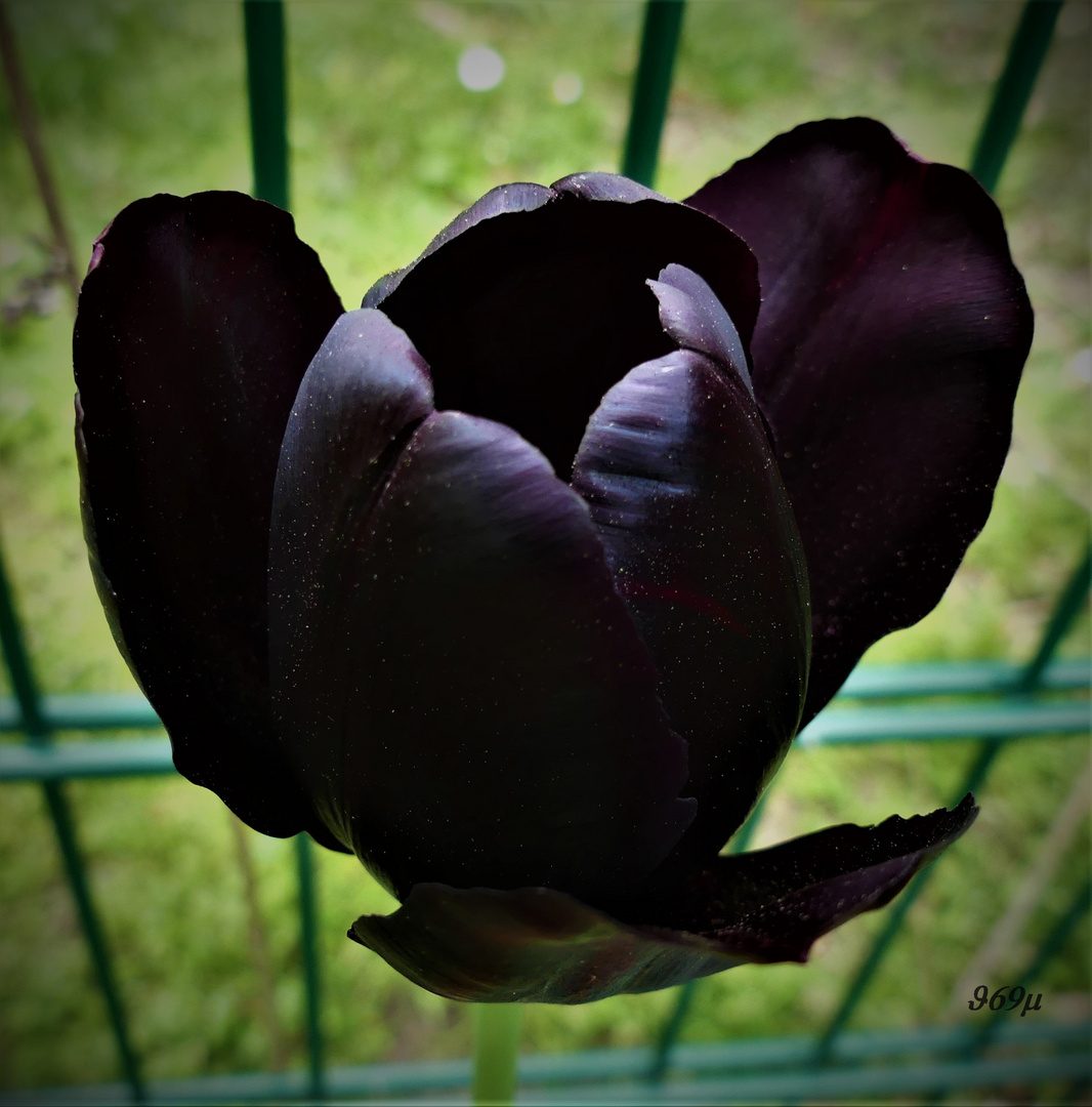 Die schwarze Tulpe