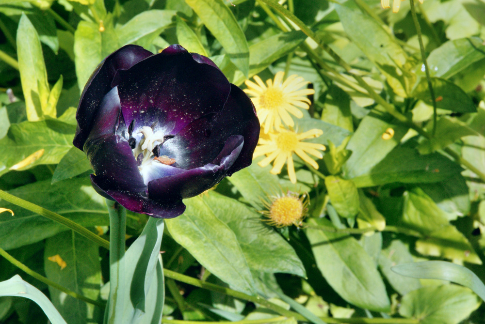 DIE SCHWARZE TULPE