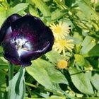 DIE SCHWARZE TULPE