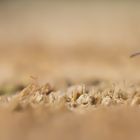 Die Schwarze Wegameise (Lasius niger)