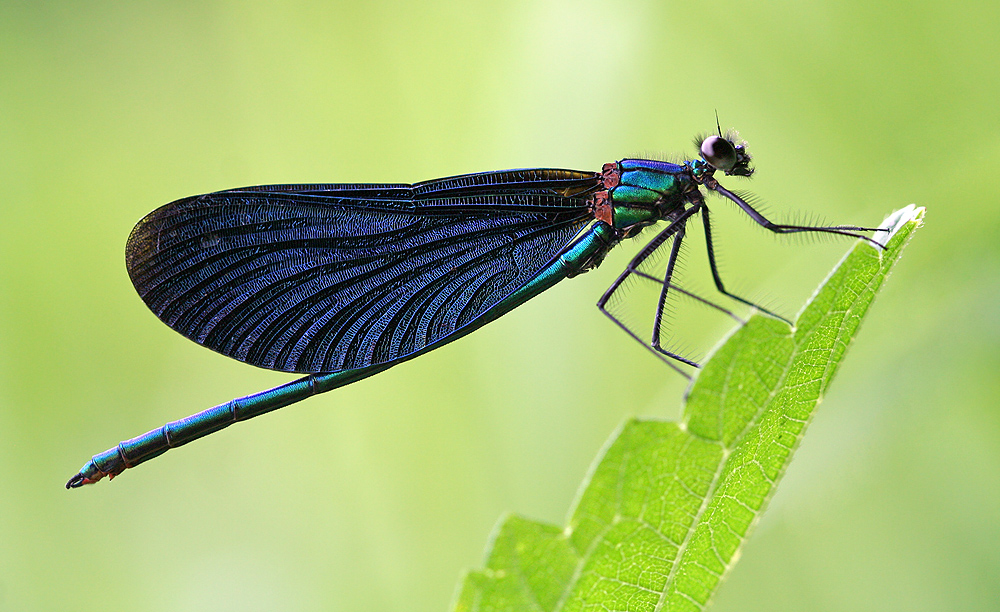 Die schwarze Witwe