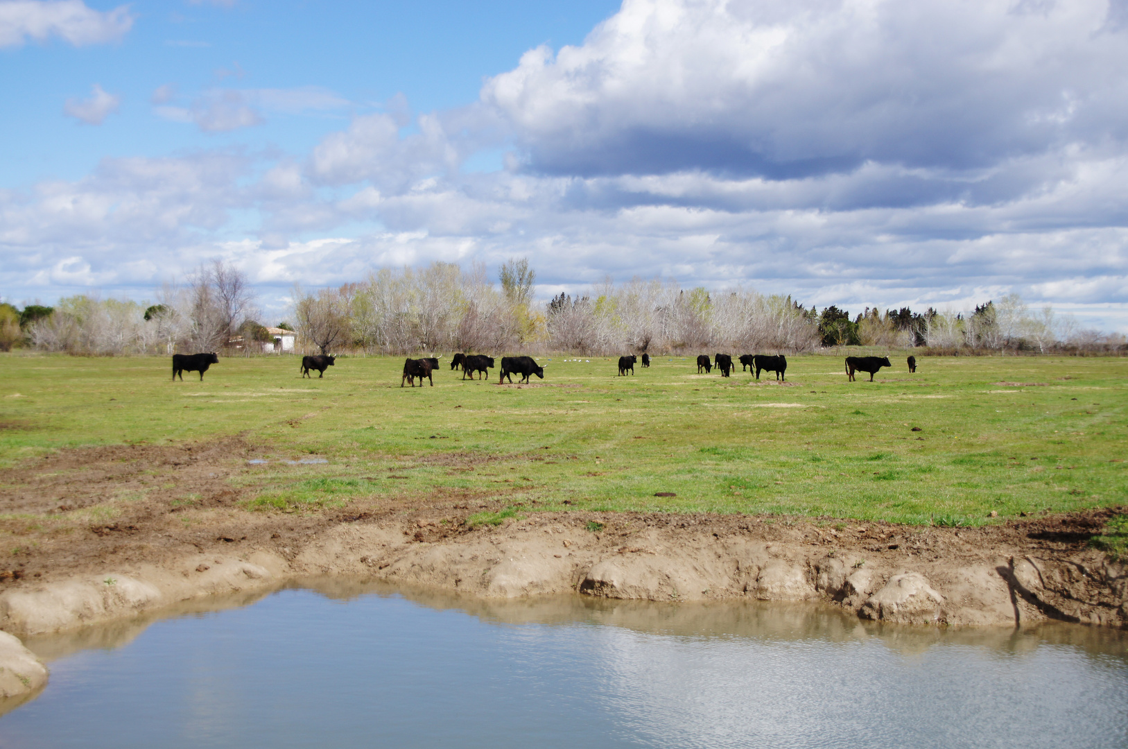 Die schwarzen Stiere der Camargue