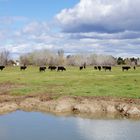 Die schwarzen Stiere der Camargue