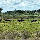 Die Schwarzen Stiere der Camargue