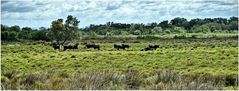 Die Schwarzen Stiere der Camargue