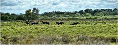 Die Schwarzen Stiere der Camargue