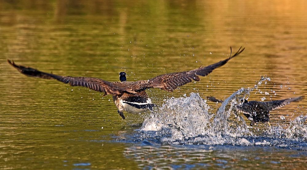 "Die schwarzen Unruhestifter auf dem Wasser"