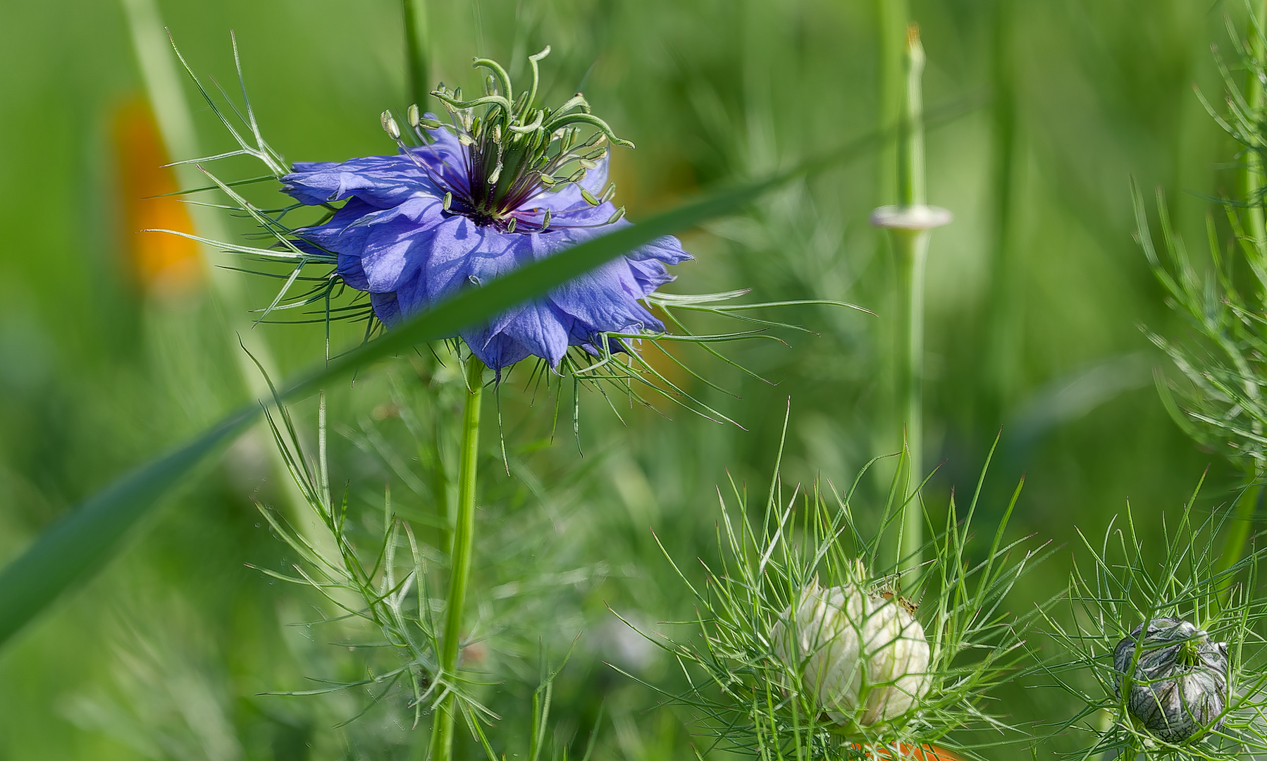 Die Schwarzkümmelblüte