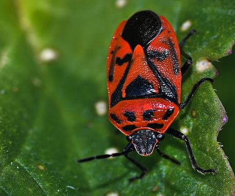 Die Schwarzrückige Gemüsewanze (Eurydema ornata),