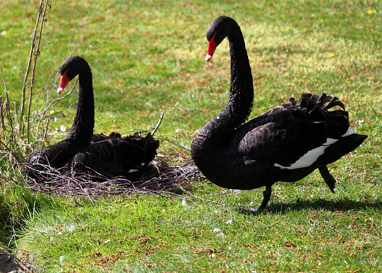 Die Schwarzschwäne auf dem Golfplatz in Dillenburg