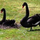 Die Schwarzschwäne auf dem Golfplatz in Dillenburg