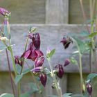 Die Schwarzviolette Akelei (Aquilegia atrata),