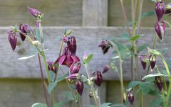 Die Schwarzviolette Akelei (Aquilegia atrata),