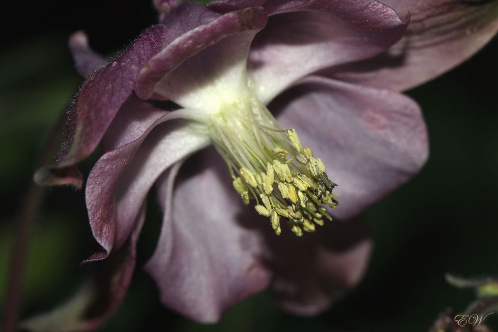 die Schwarzviolette Akelei 'Aquilegia atrata'