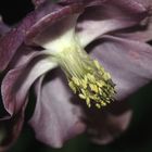 die Schwarzviolette Akelei 'Aquilegia atrata'