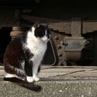 die schwarzweiße Eisenbahnkatze