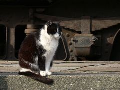 die schwarzweiße Eisenbahnkatze