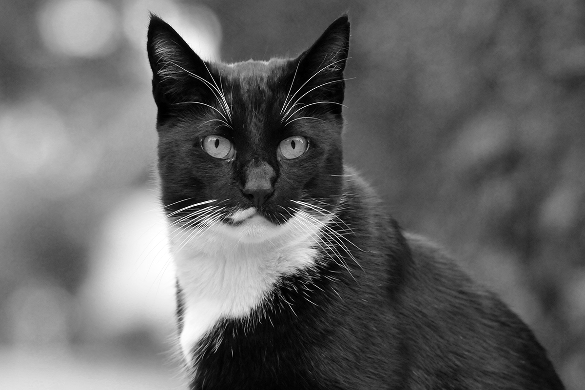 Die schwarzweiße Katze Foto &amp; Bild | spezial, natur, katze Bilder auf ...
