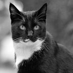 Die schwarzweiße Katze