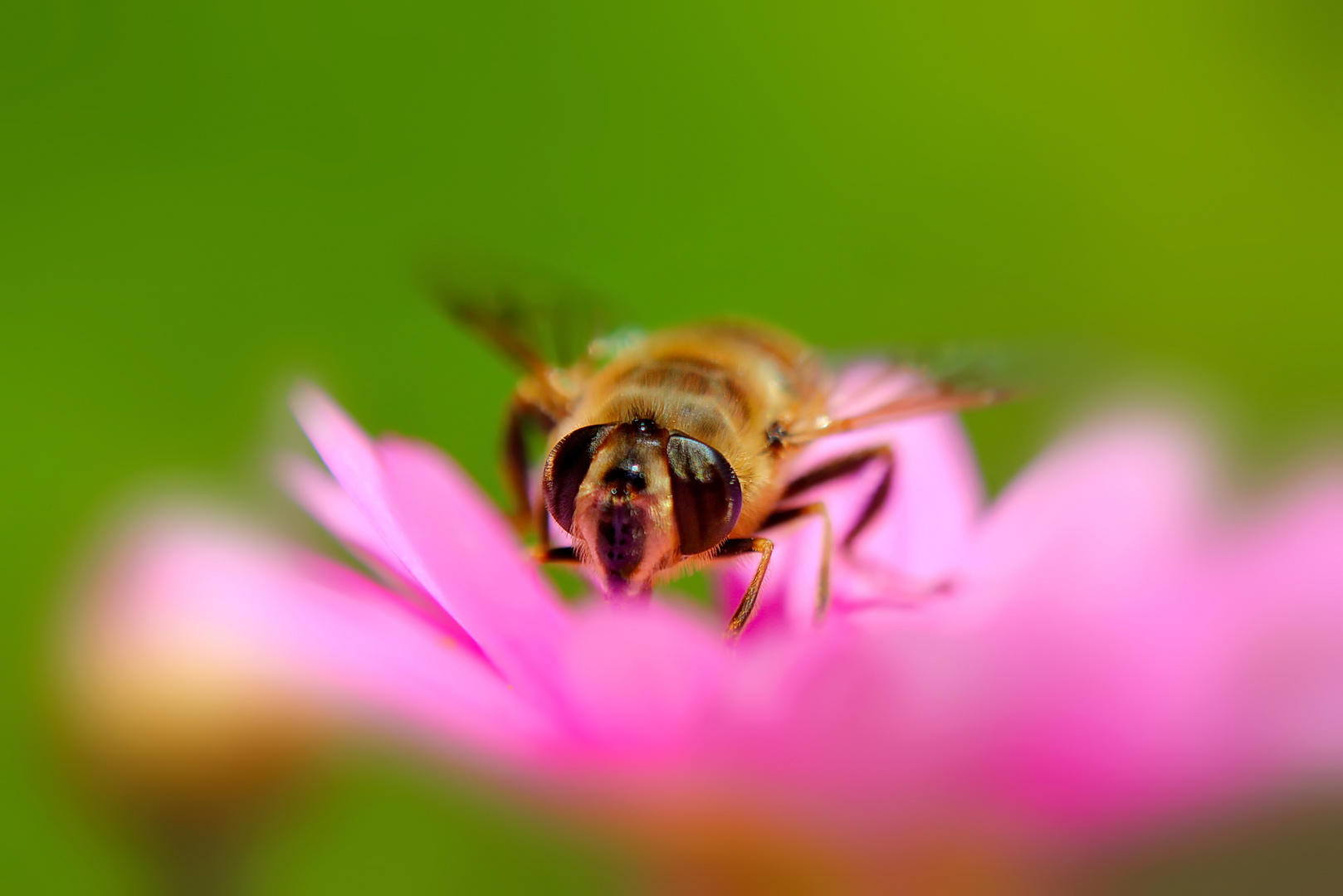 Die Schwebefliege auf der Blume