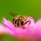 Die Schwebefliege auf der Blume