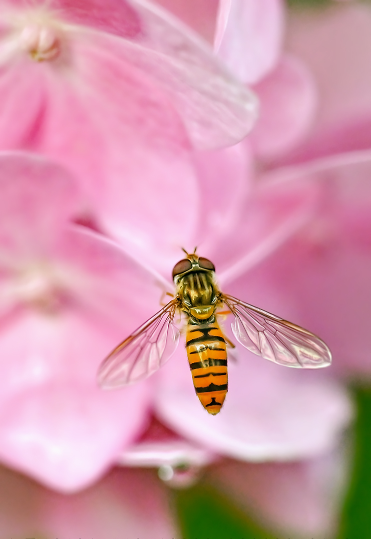 die schwebefliege liebt den duft der blumen ...