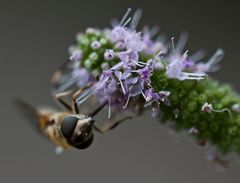 Die Schwebefliege und die Pfefferminze