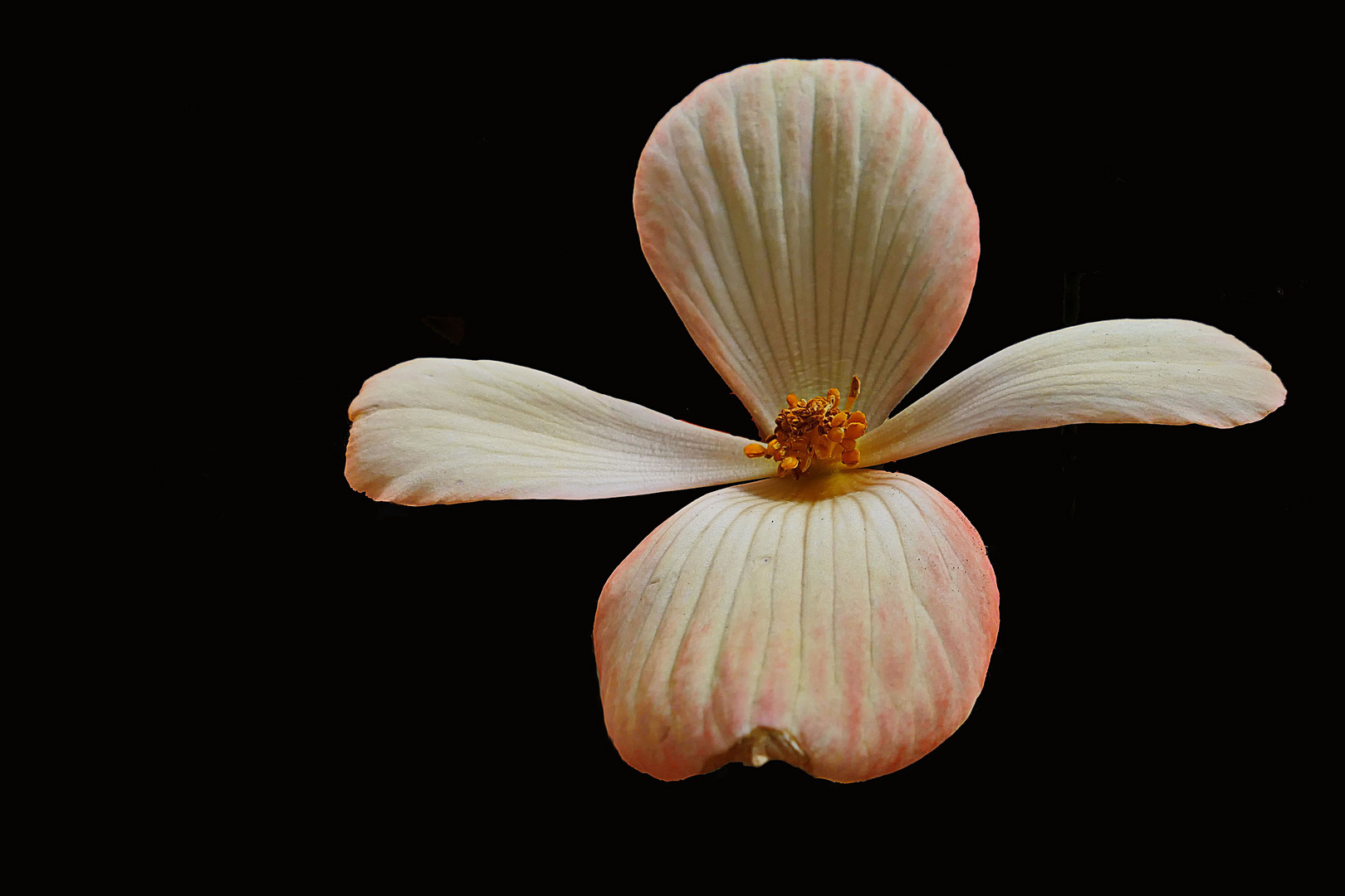 die schwebende Blüte