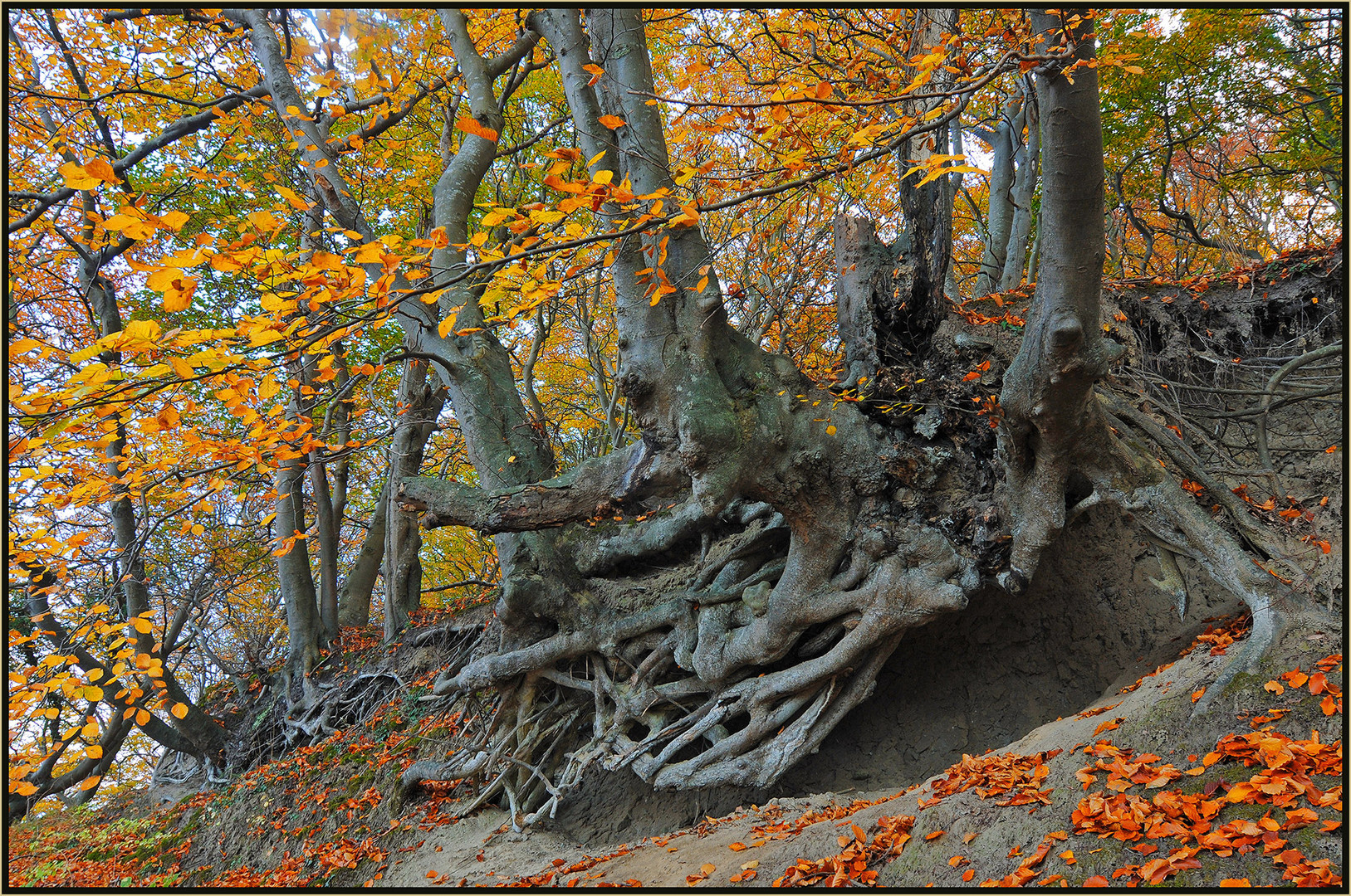 Die Schwebenden - Rotbuchen, Nationalpark Jasmund, Rügen