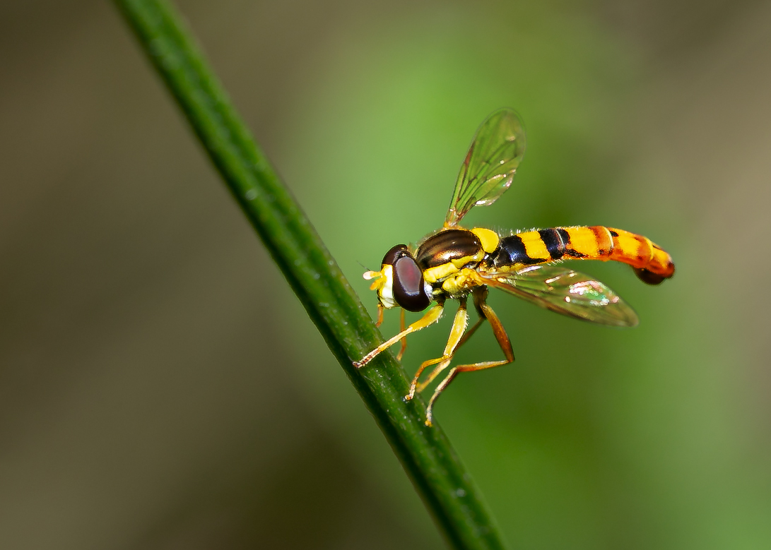 Die Schwebfliege