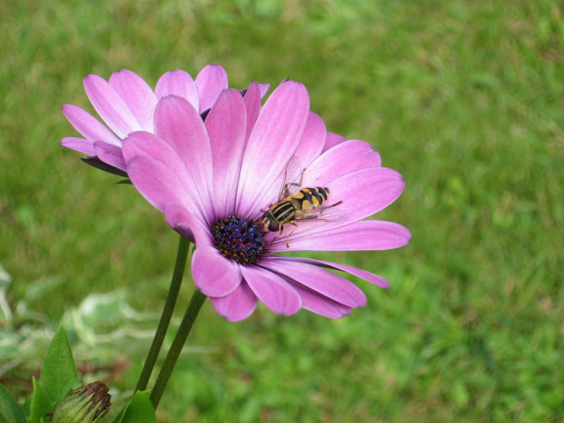 Die Schwebfliege