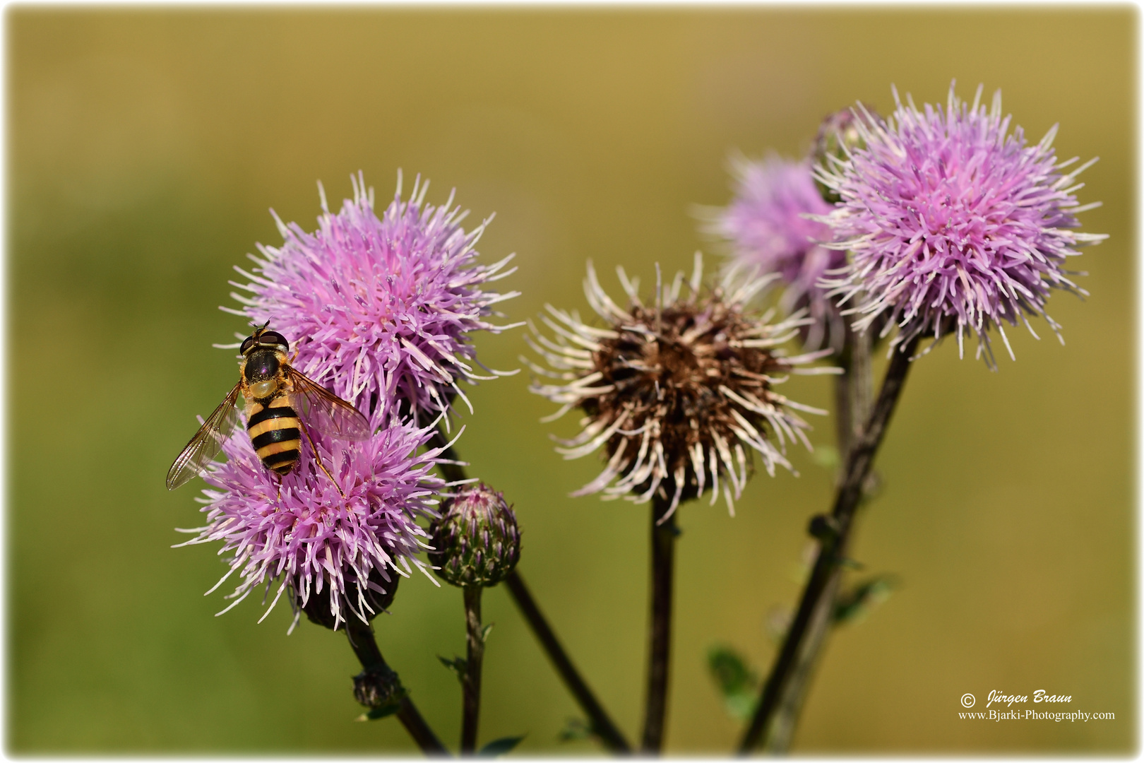 Die Schwebfliege