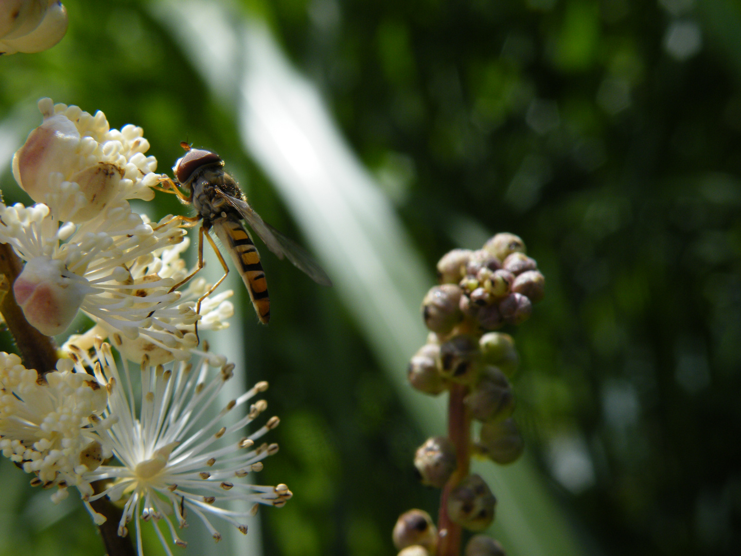 Die Schwebfliege.......