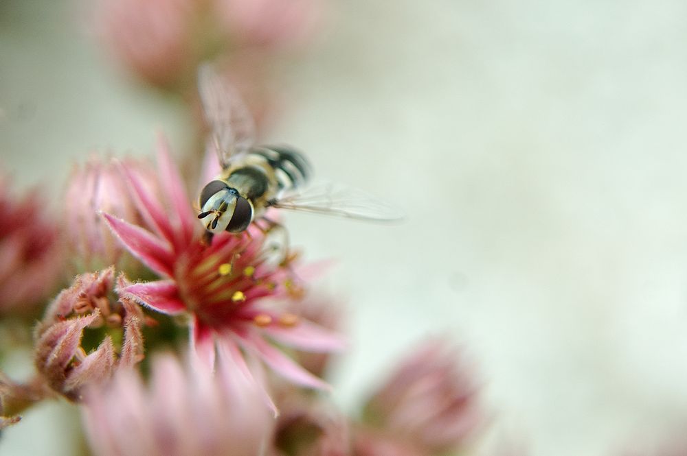 die schwebfliege